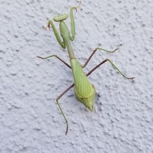 Meet your Posher, Windee